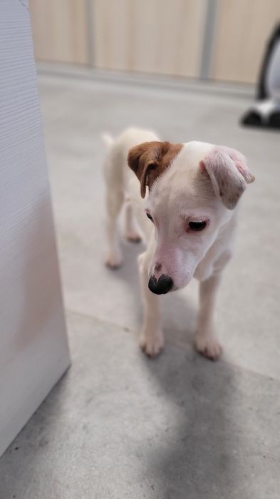 Jack Russell Terrier Szczeniak  Biało Brązowa Suczka