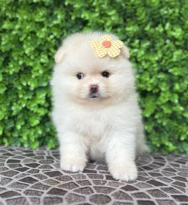 Мила дівчинка