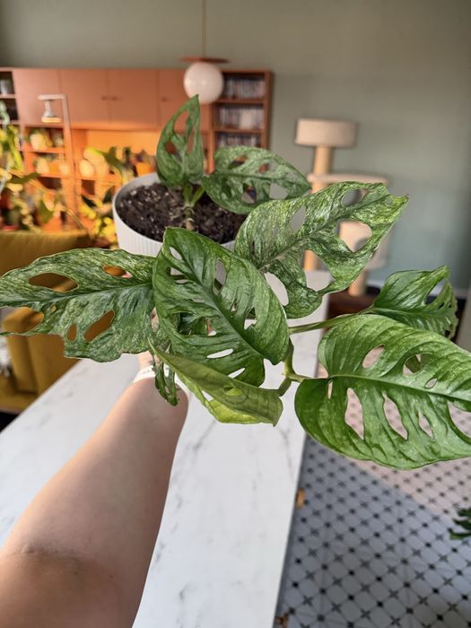 Monstera adansonii mint variegata