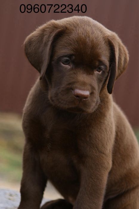 Шоколадні цуценята лабрадор Миколаів