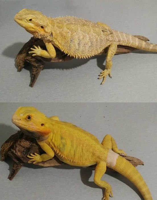 Dopuszczę samca agamy brodatej