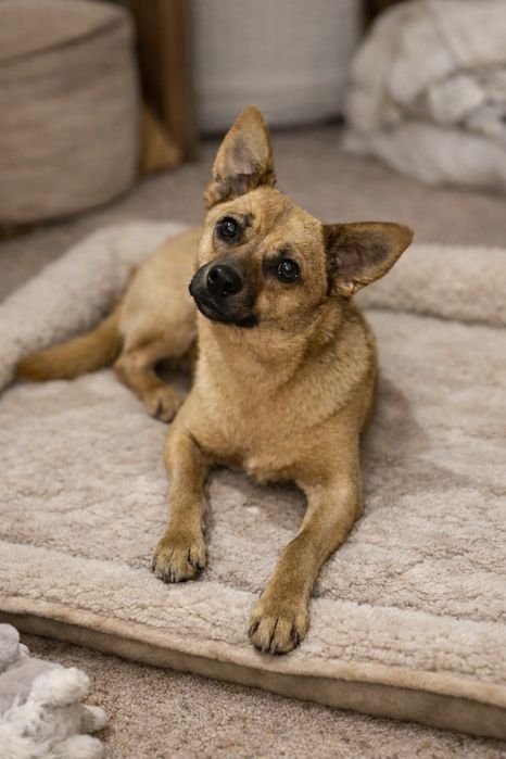 Собачка у хороші руки