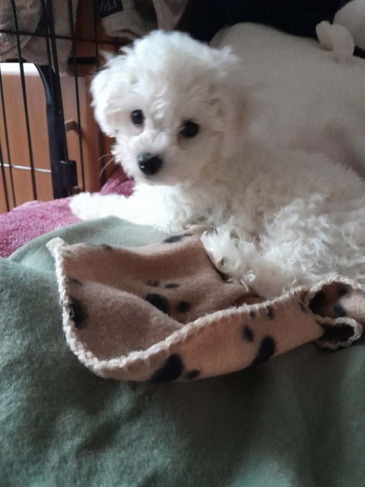 Bichon frise chłopiec