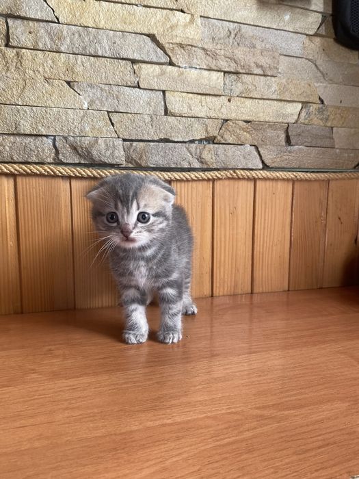 Продається висловухе кошеня