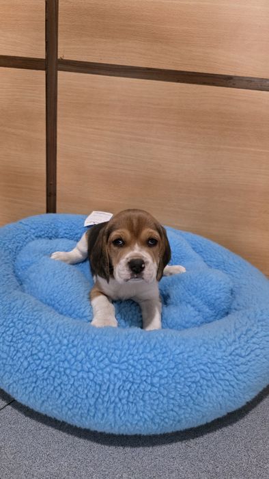 Beagle tricolor fêmea