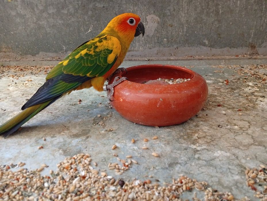 Aratingas Sol - Fêmea 26