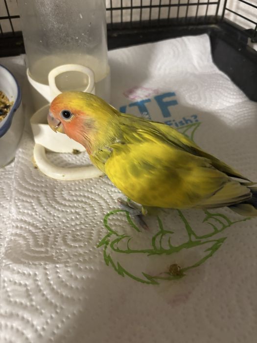 Agaponi domesticado