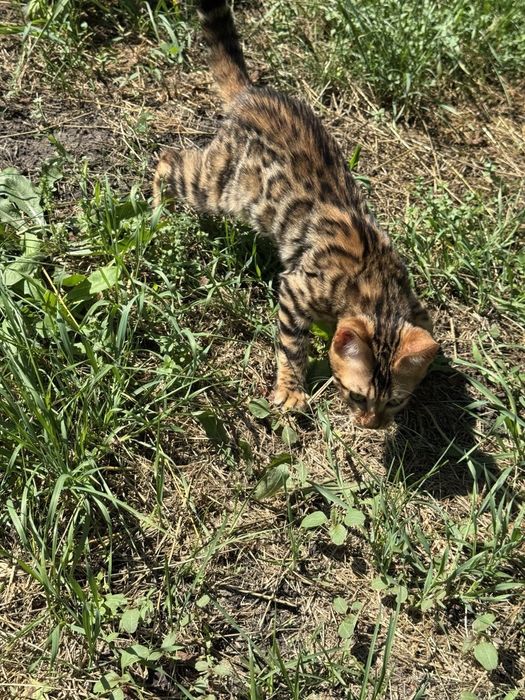 Бенгальські кошенята Дніпро