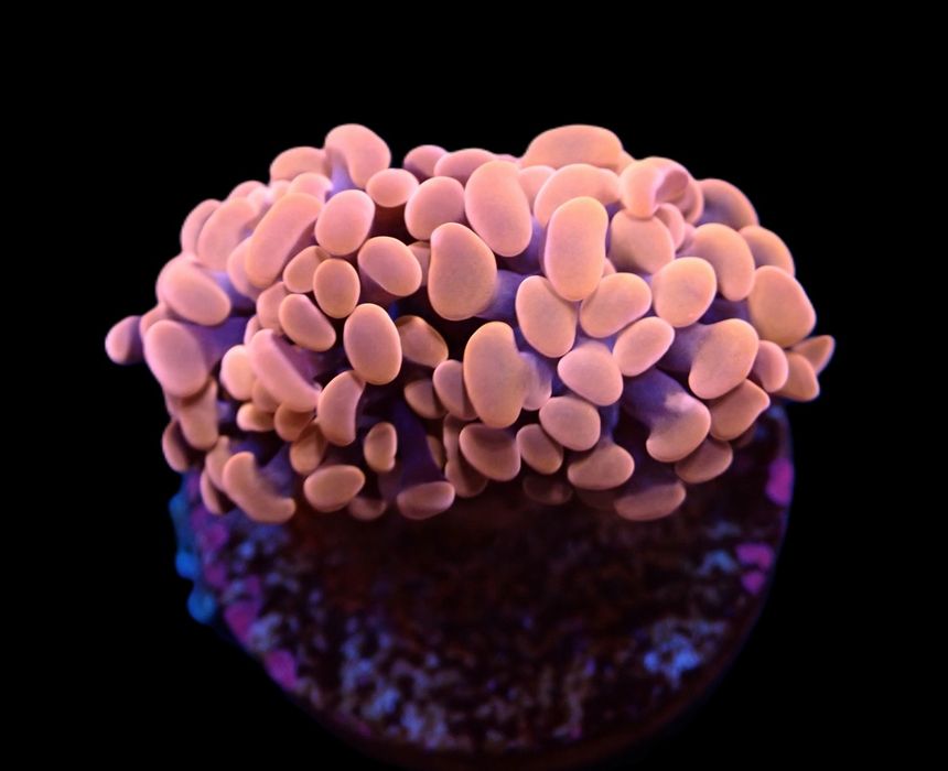 Euphyllia paraancora (Orange-Pink) (1-2 główki)