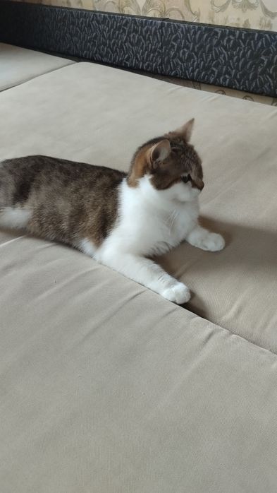 Віддамо кота безкоштовно