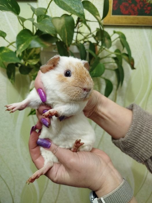 Свинка-Американський Тедді