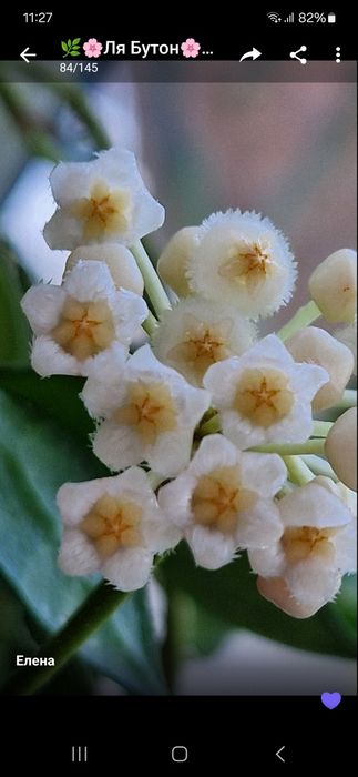 Хойя Лакуноза укорененная