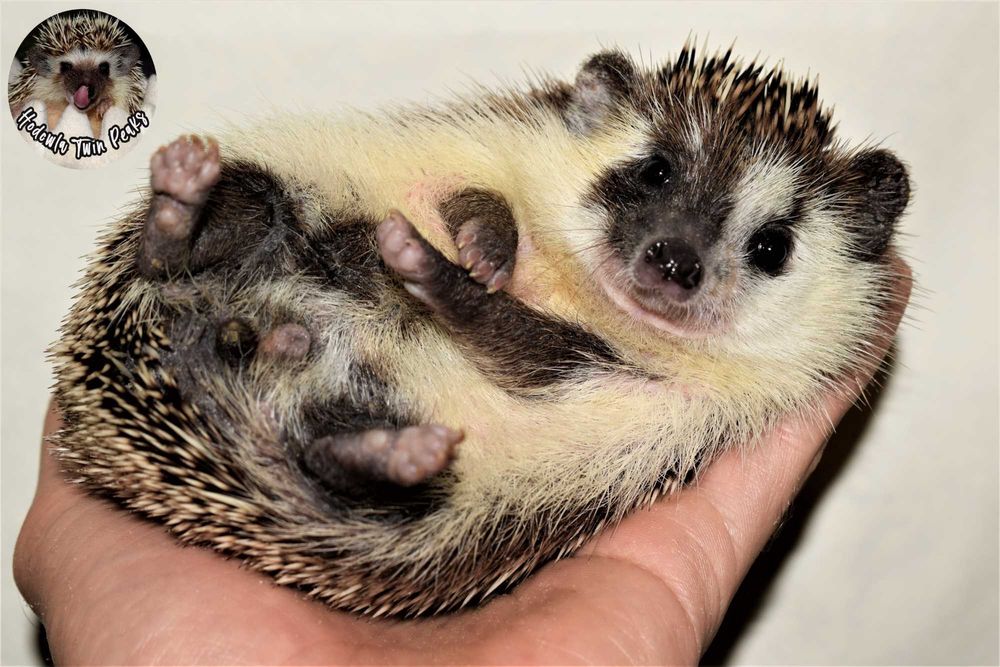 Jeż pigmejski z RODOWODEM, jeżyk, jeże. Jeż afrykański. Hodowla