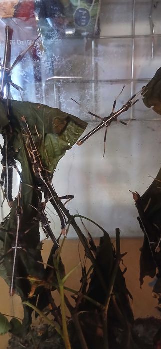 Straszyk Filipiński Terrarium24 Lublin