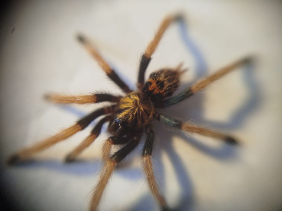 ptasznik Chromatopelma cyaneopubescens l3-l4