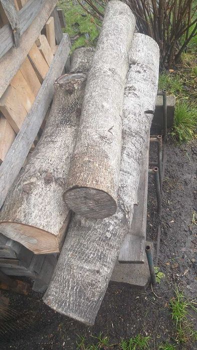 konar pień orzech  włoski drewno