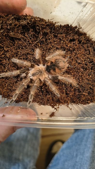 Pamaphobeteus mascara samica 3DC