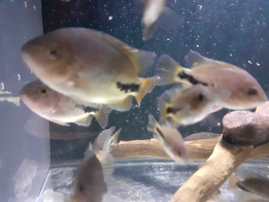 Pielęgnice wielobarwne