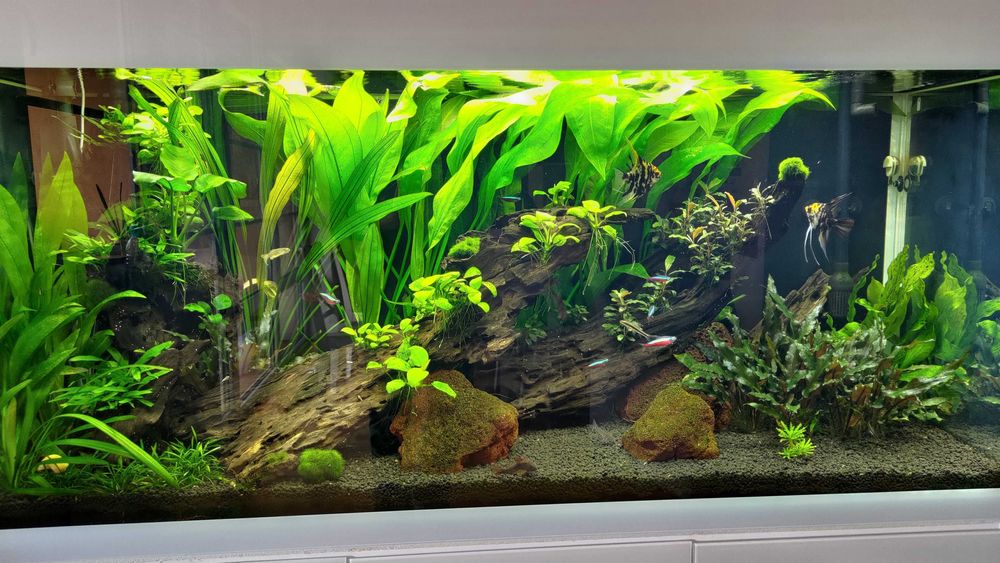 akwarium Aquael Glossy ST 120 + szafka 260 litrów + gratisy