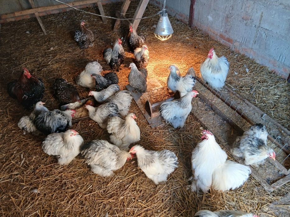 Kochiny miniaturowe karzełki