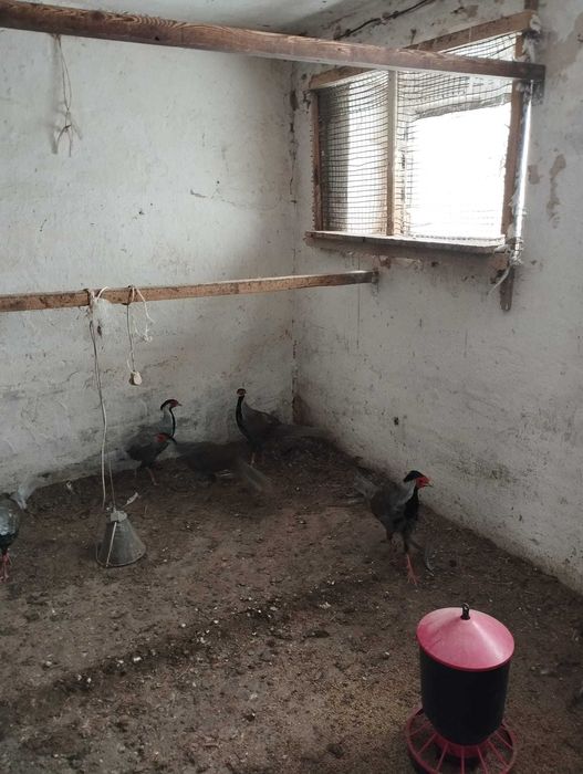 Bażanty srebrne roczne