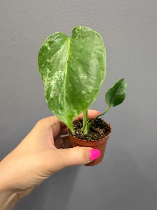 Monstera Bulbasaur