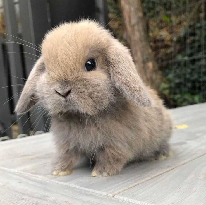 KIT Coelhos anões mini Lop(orelhudos) muito dóceis