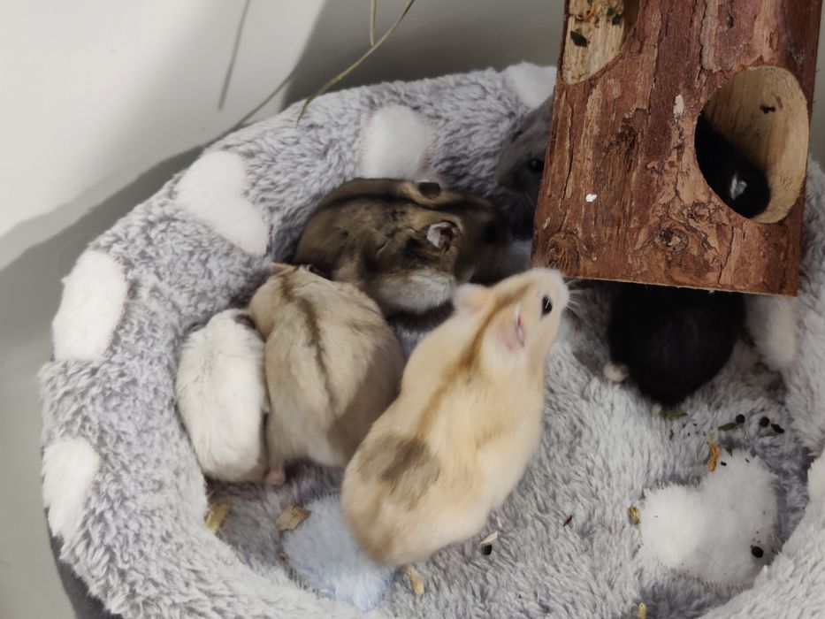 Chomiki dżungarskie młode sklep zoo ul Julianowska 7 b Łódź