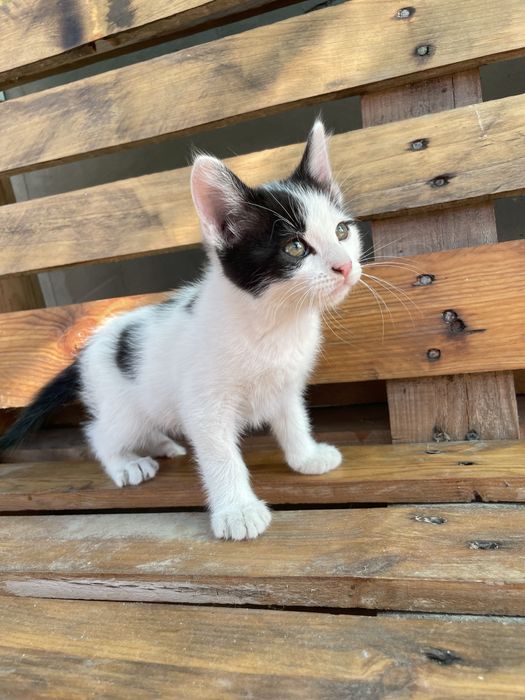 Продам 2-х місячних кошенят