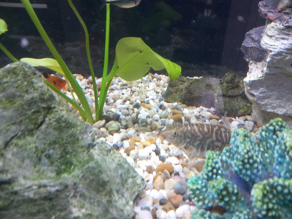 Bocja rybka rozrabiaka