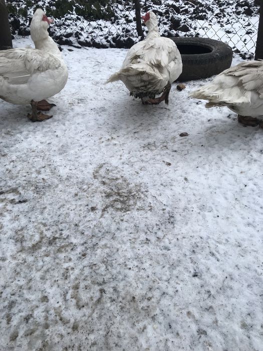 Утки крупные двух линий