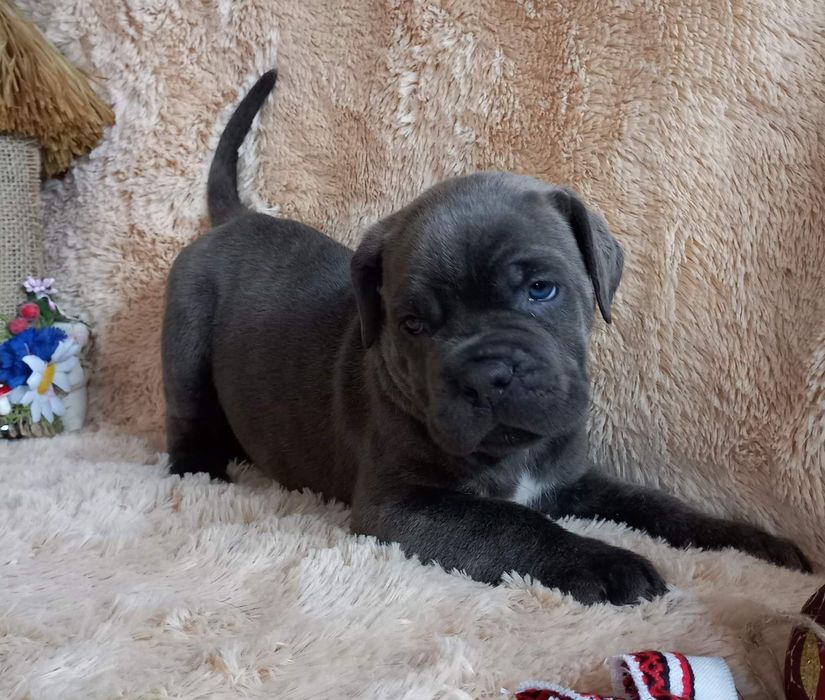 Девочка кане корсо!