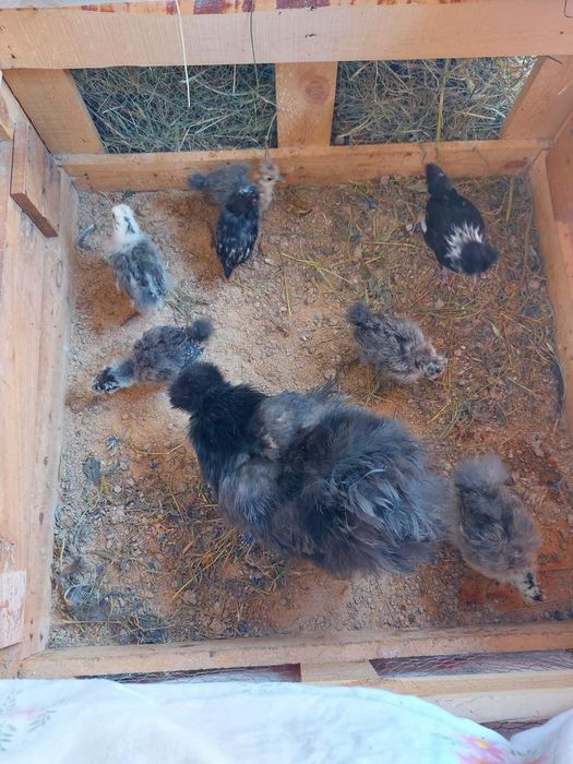 Ovos/aves raça la bresse gauloise, sedosa, codorniz