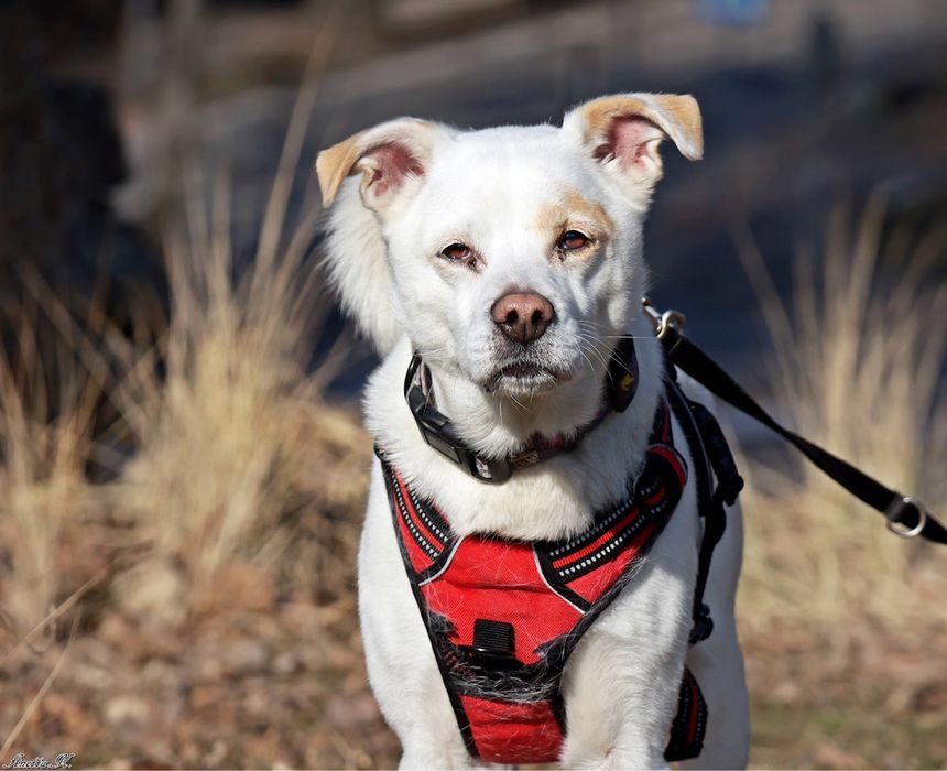 Spokojny, mądry i uroczy psi senior. Kundelek o jasnym umaszczeniu.