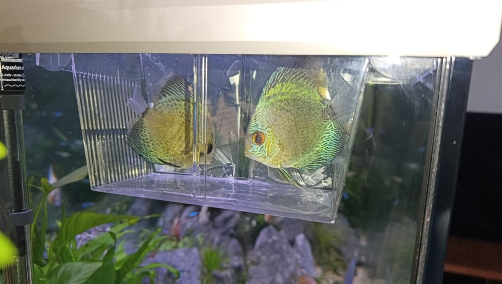 Discus Azul Cobalto