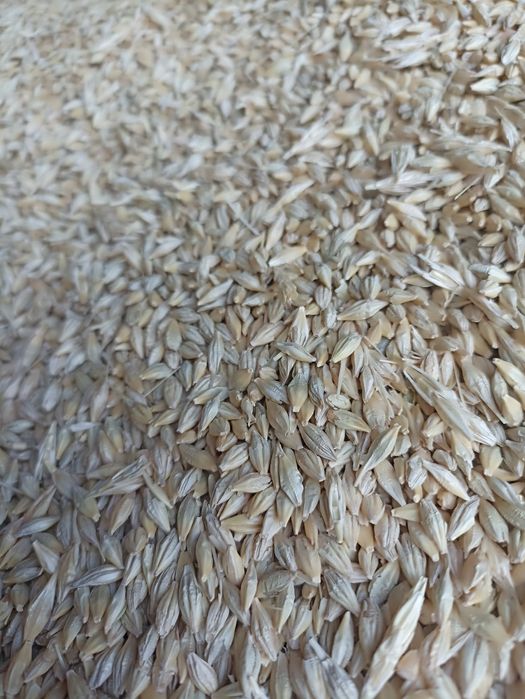 Пшениця 8тисяч,тона !!ячмінь15тисяч,тона !ярий у великому обсязі.