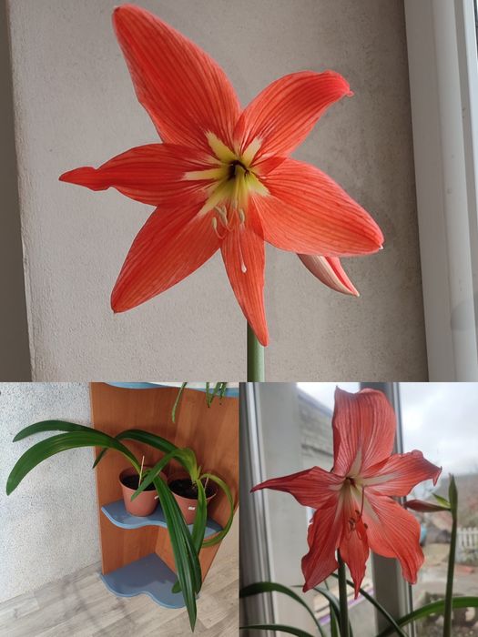 Кімнатні рослини