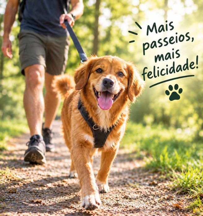 Passeios para Cães | Caminhadas, Exercício e Companhia