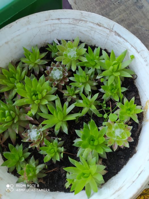 Сукуленти сукуленти