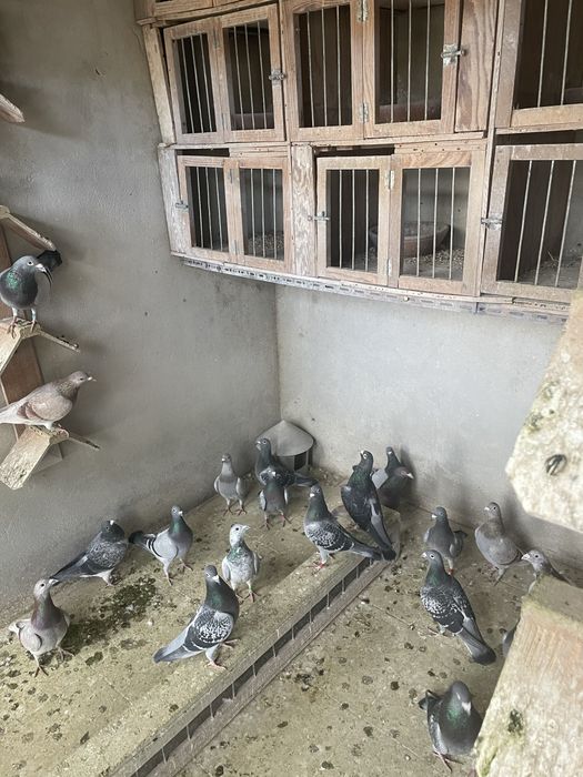 Vendo pombos correios