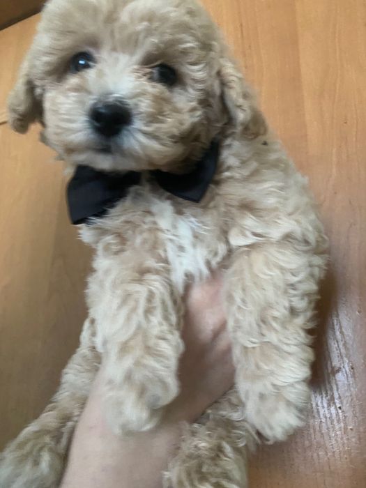 Мальтіпу ф1 хлопчик