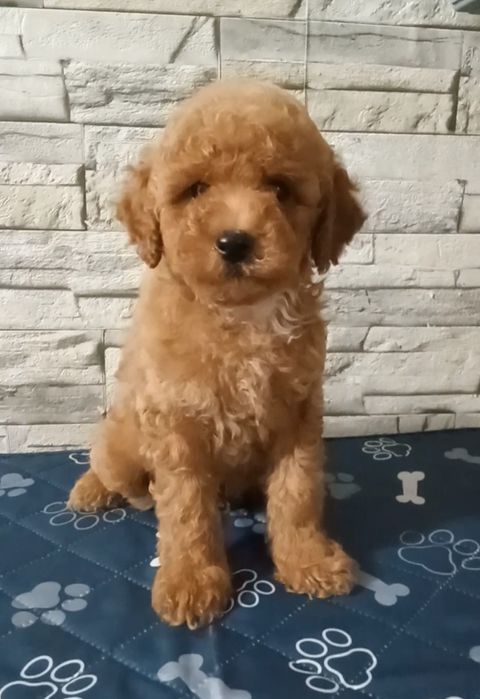 Чудовий хлопчик  пудель