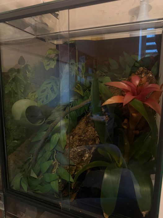 Gekon orzęsiony samica Extreme Harlequin + terrarium + dowóz na terenie całej Polski