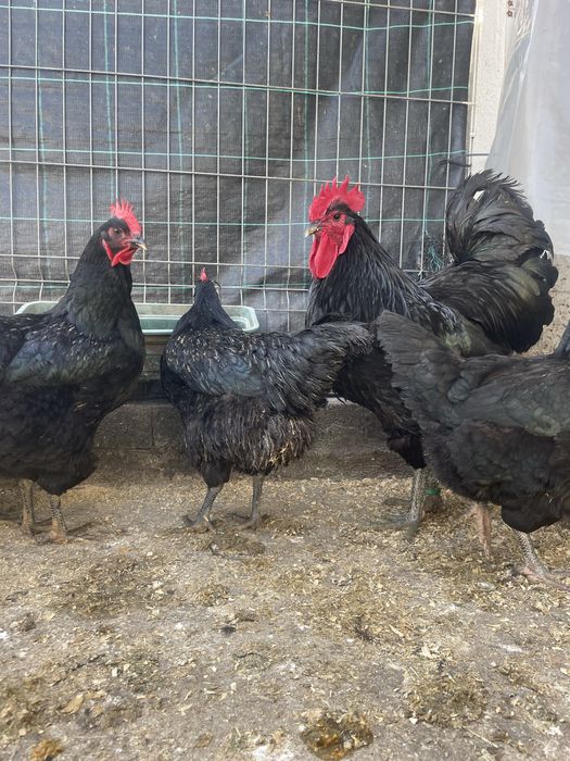 Ovos de jersey gigante