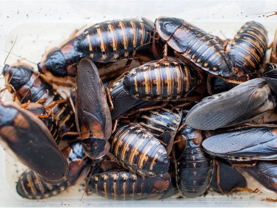 Аргентинський таракан Blaptica Dubia