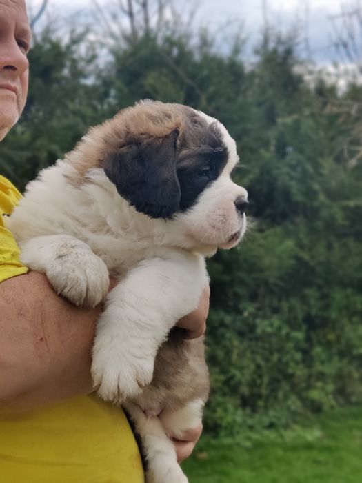 Довгошерстний хлопчик сенбернар. Офіційний розплідник КСУ FCI