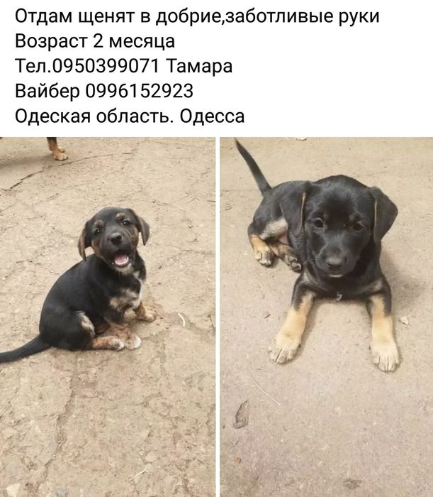 Собачка щенок такса метис отдам бесплатно