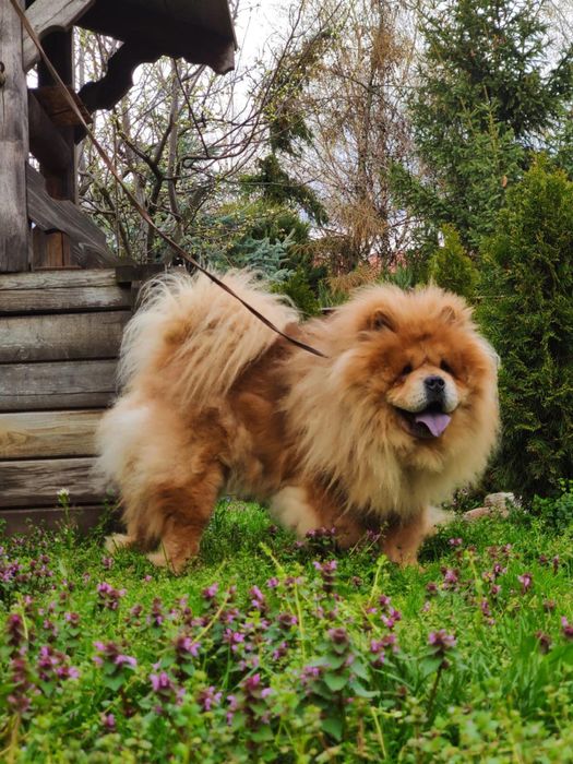 Kremowy Piesek Chow Chow z Rodowodem