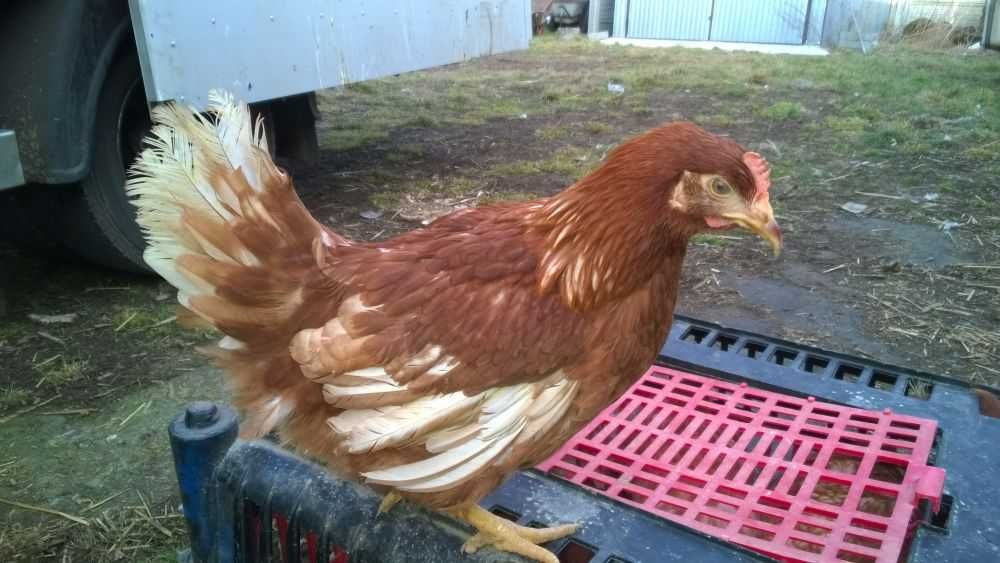 Ferma sprzeda kury L40