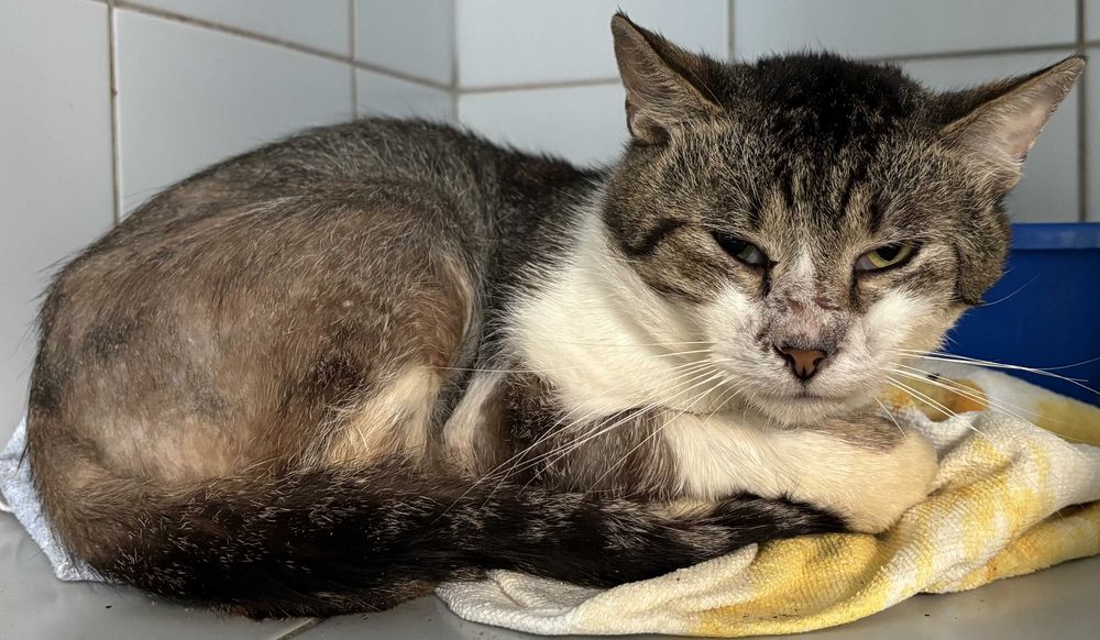 ROMUALD-adoptuj kota z Lubelskiego schroniska
